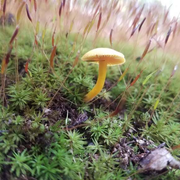 Meet your Posher, Chelsey - Picture 8 of 16